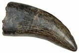 Serrated Tyrannosaur Tooth - Judith River Formation #241246-1